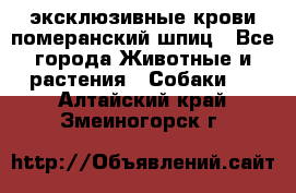 эксклюзивные крови-померанский шпиц - Все города Животные и растения » Собаки   . Алтайский край,Змеиногорск г.